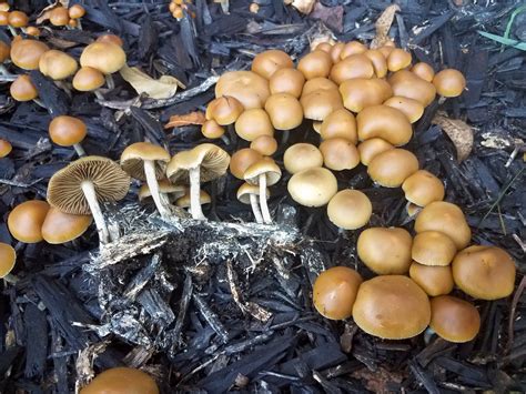 allenii mushroom|Psilocybe allenii: Potency, Trip Effects, Dosage